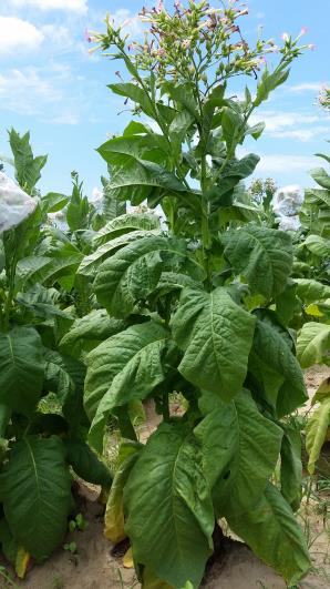 PLANT